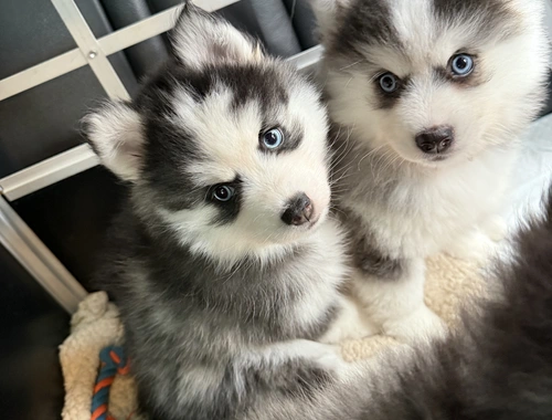 Pomsky Männchen Welpe zu verkaufen