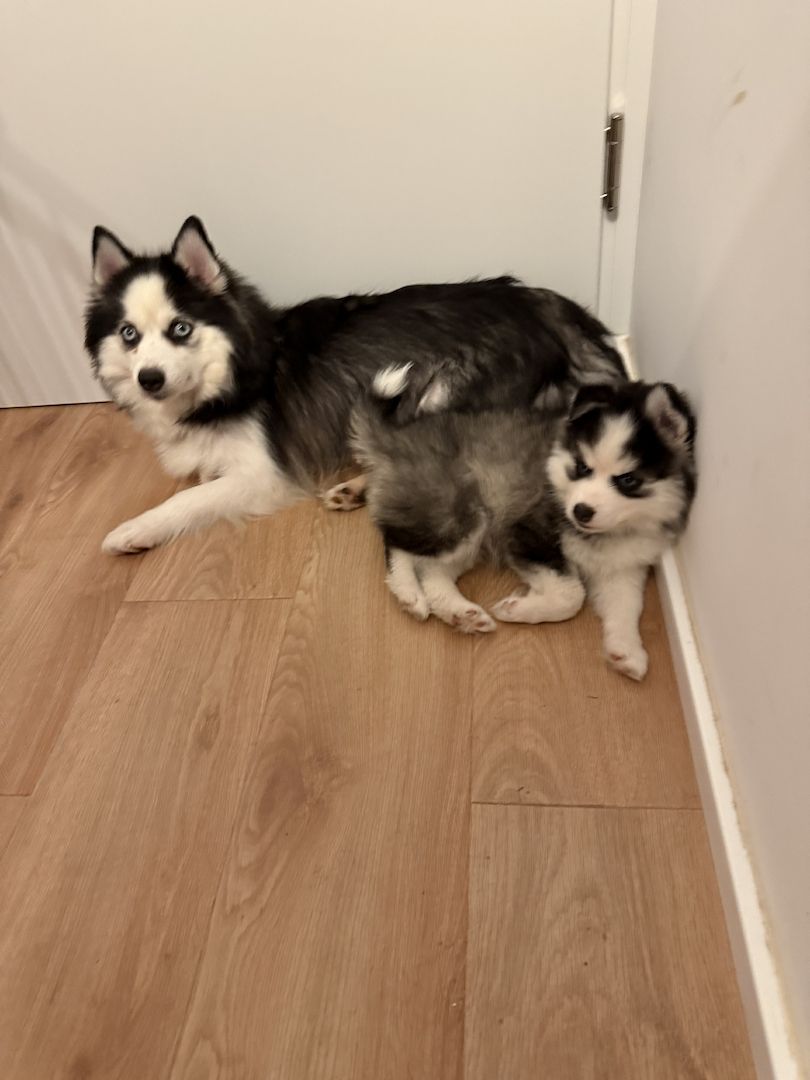 Pomsky Männchen Welpe zu verkaufen