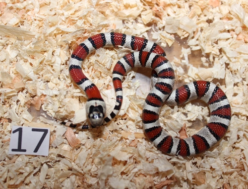 Lampropeltis leonis