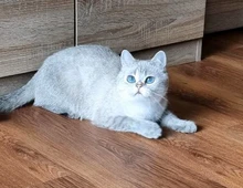 Super süße BKH Katze mit blauen Augen STAMMBAUM