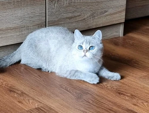 Super süße BKH Katze mit blauen Augen STAMMBAUM