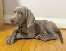 Wunderschöne Weimaraner-Welpen