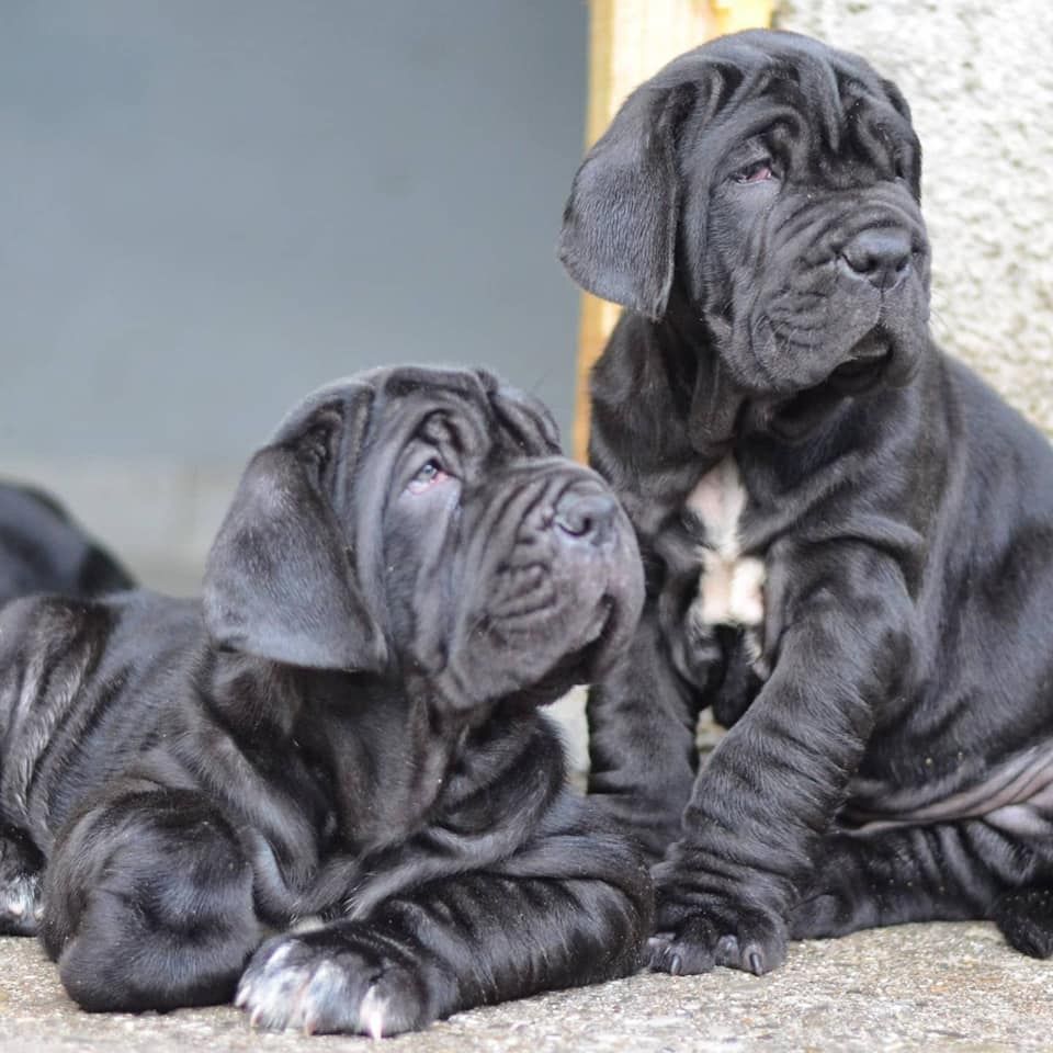 Neapolitanischer Mastiff