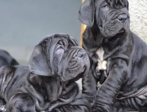 Neapolitanischer Mastiff