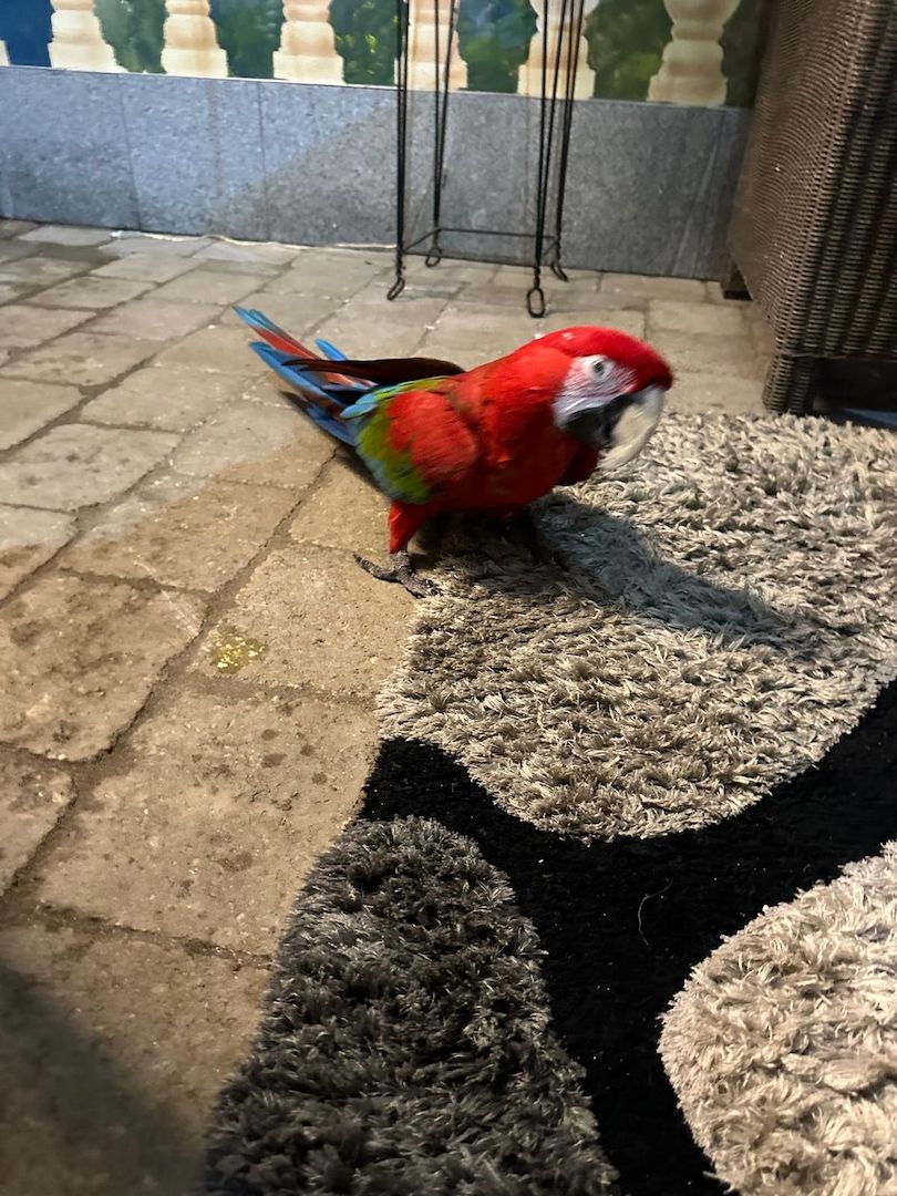 Zwei Papageie abzugeben (rot und gelbbrust)