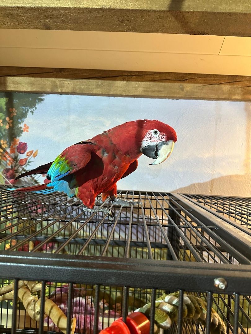 Zwei Papageie abzugeben (rot und gelbbrust)