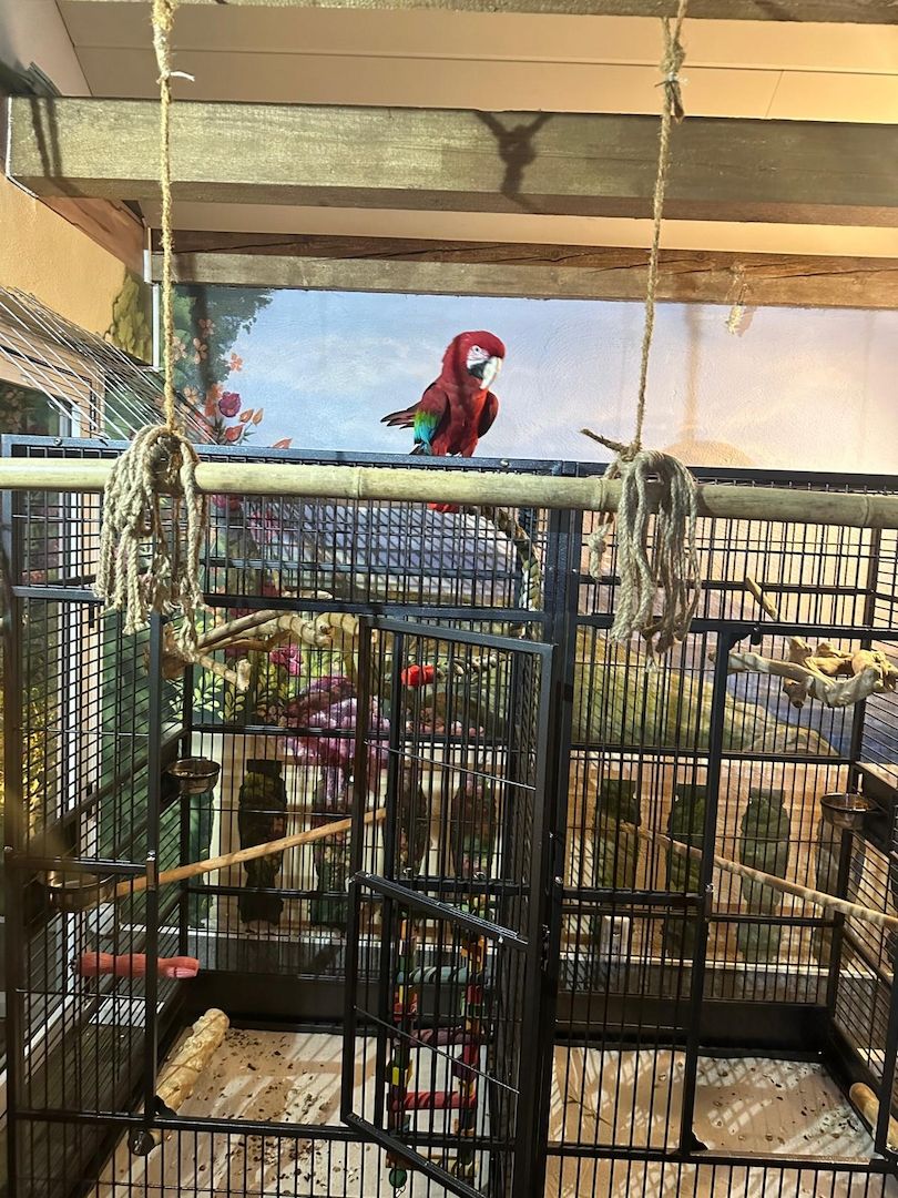 Zwei Papageie abzugeben (rot und gelbbrust)