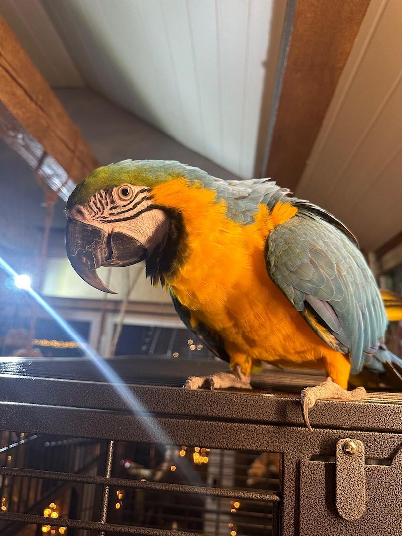 Zwei Papageie abzugeben (rot und gelbbrust)