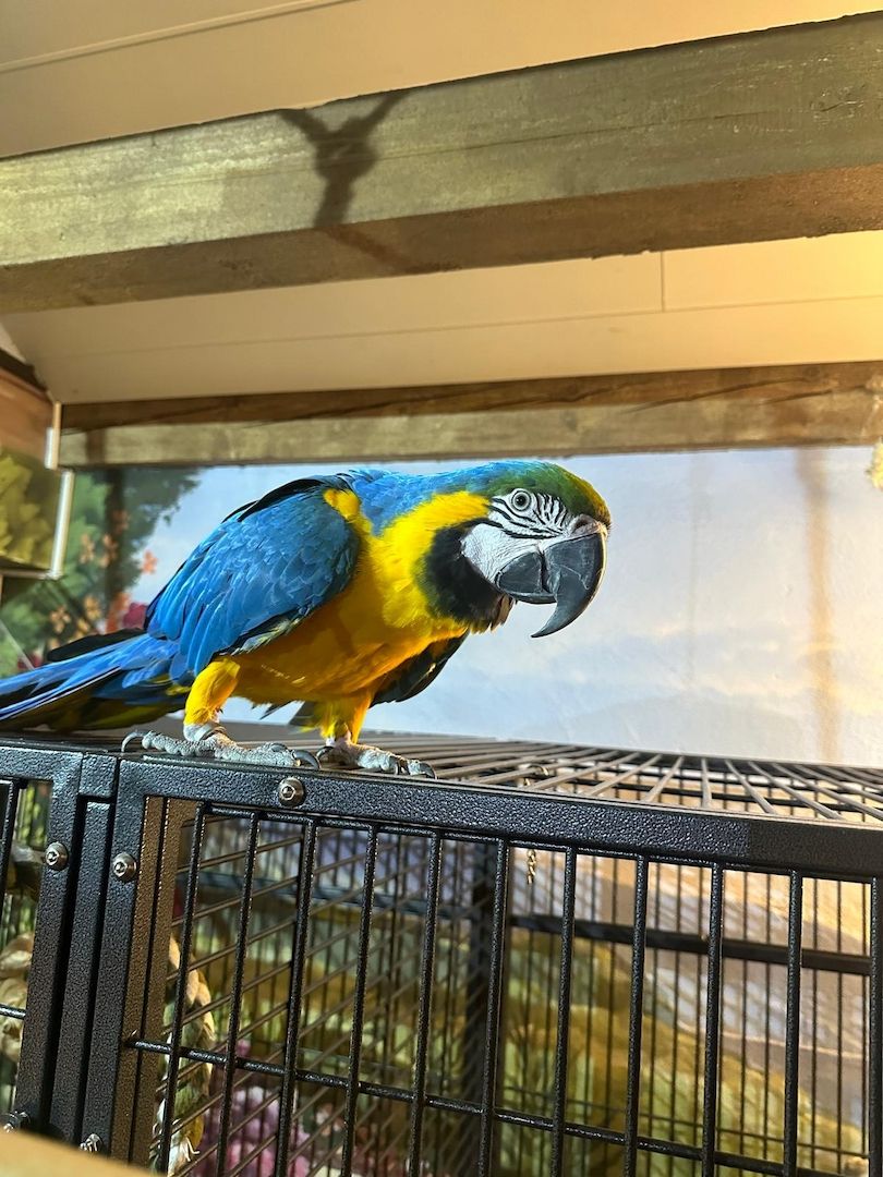 Zwei Papageie abzugeben (rot und gelbbrust)