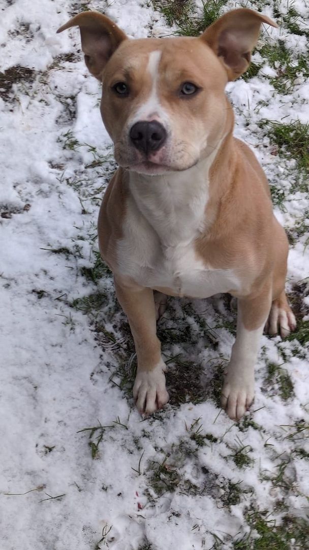 junge Hündin (9 Monate) sucht liebevolles Zuhause