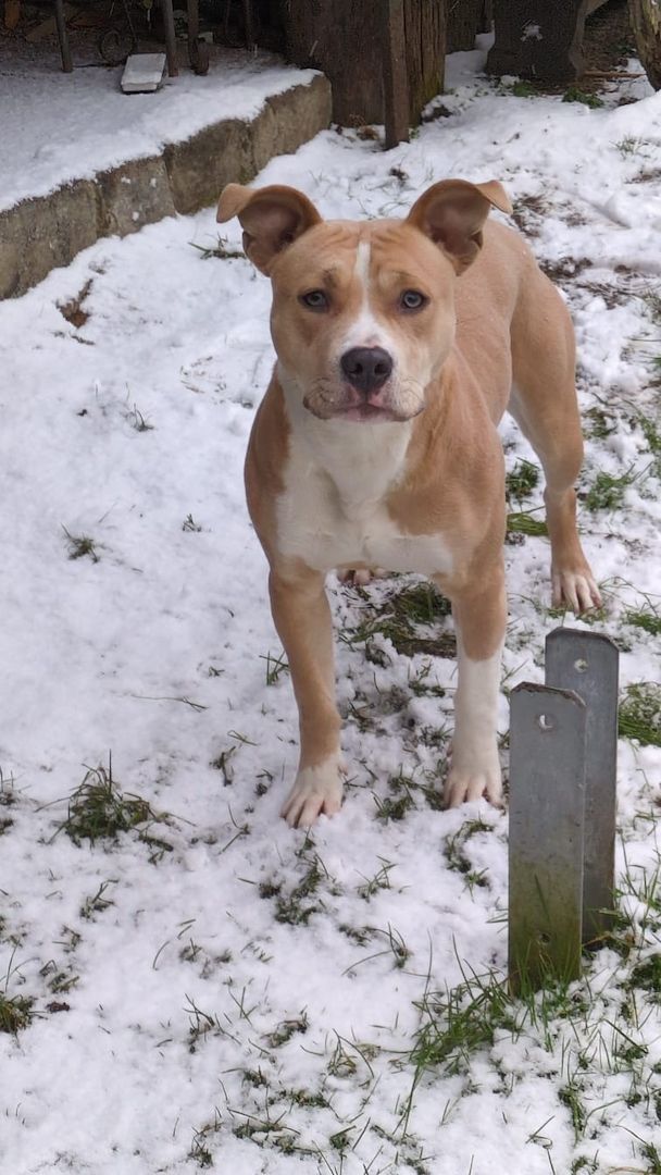 junge Hündin (9 Monate) sucht liebevolles Zuhause