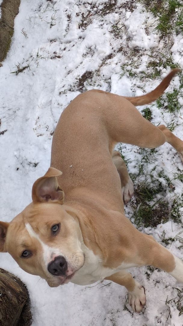 junge Hündin (9 Monate) sucht liebevolles Zuhause