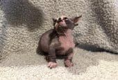 Sphynx-Kätzchen zu verkaufen.