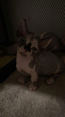 Sphynx-Kätzchen zu verkaufen.