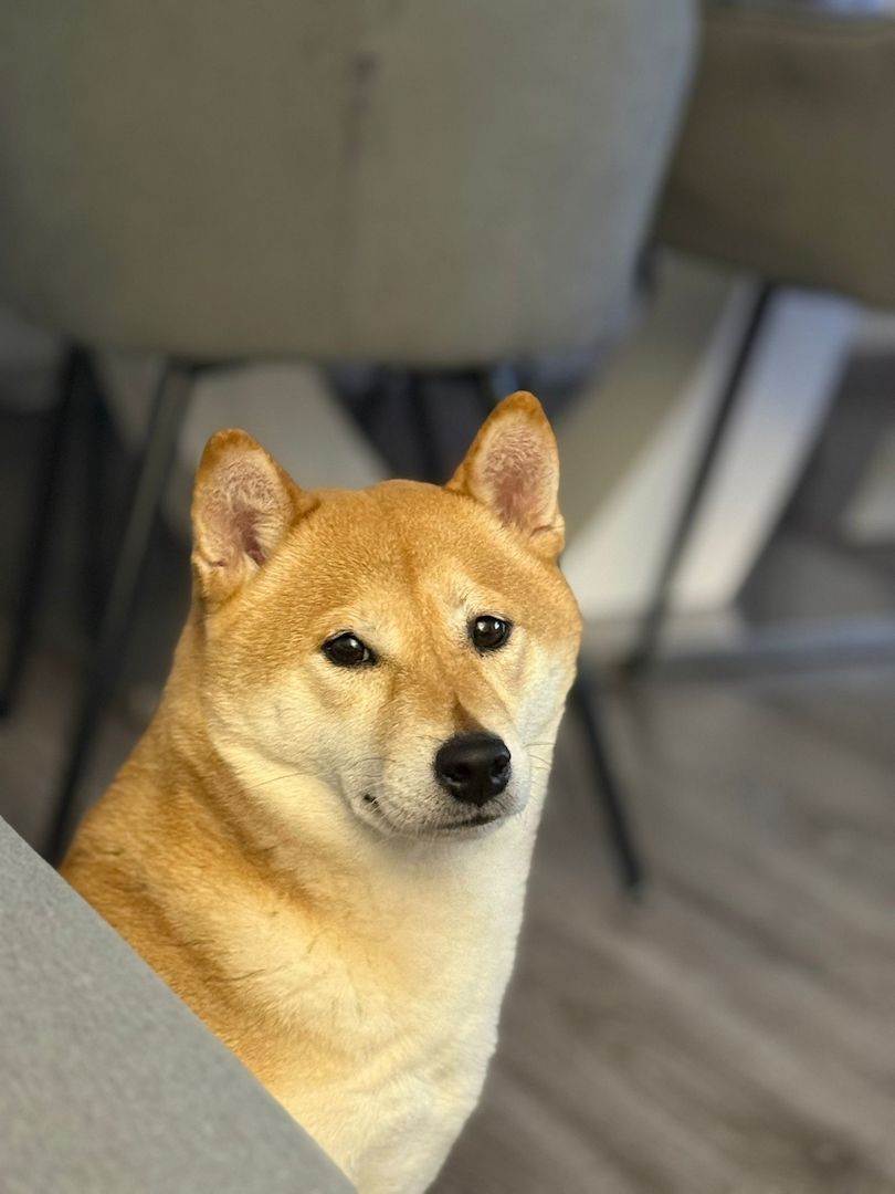 Shiba Inu Hündin