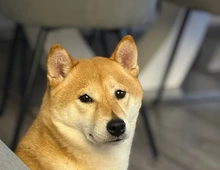 Shiba Inu Hündin