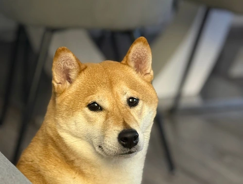 Shiba Inu Hündin