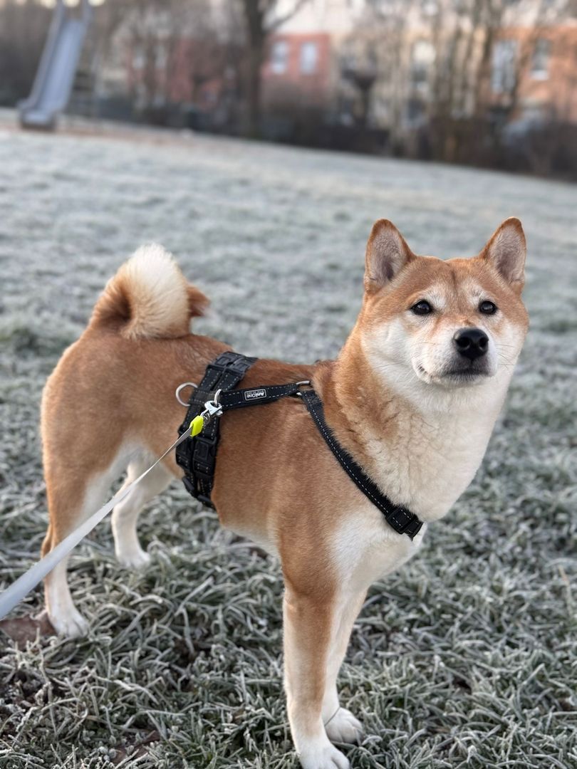 Shiba Inu Hündin