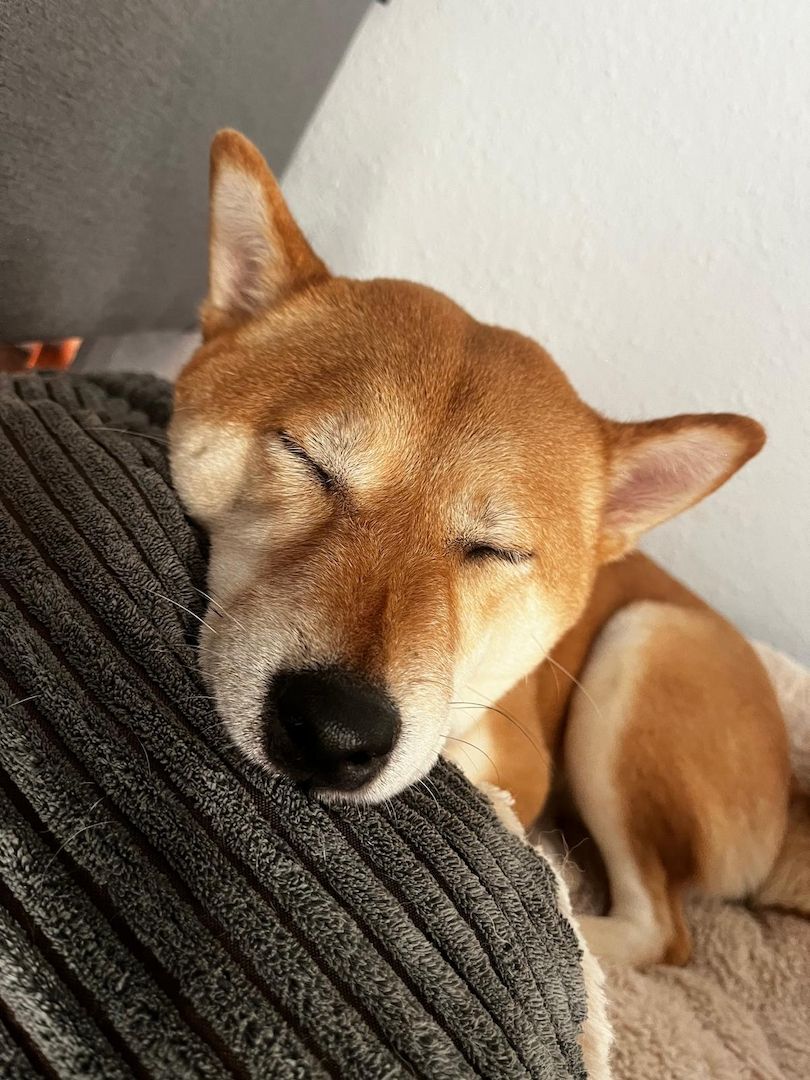 Shiba Inu Hündin