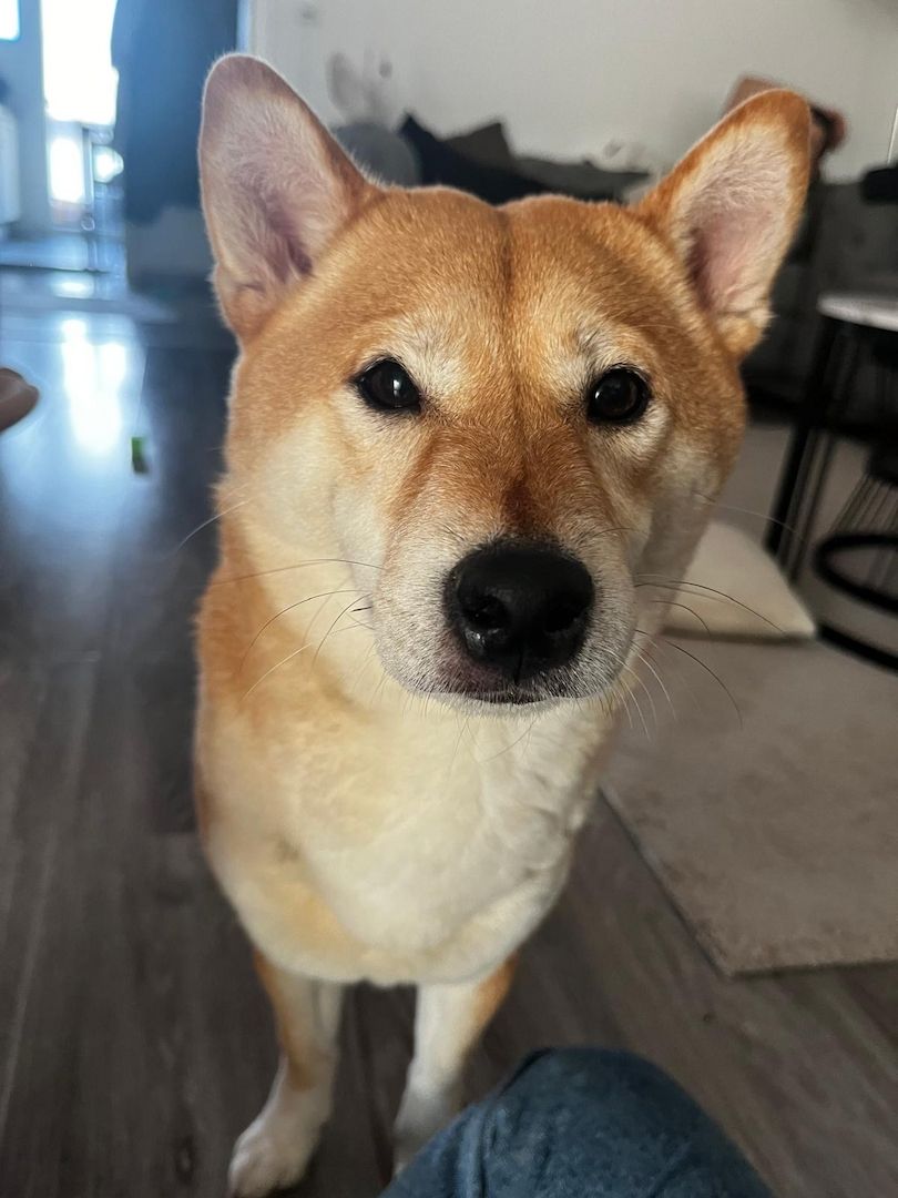 Shiba Inu Hündin