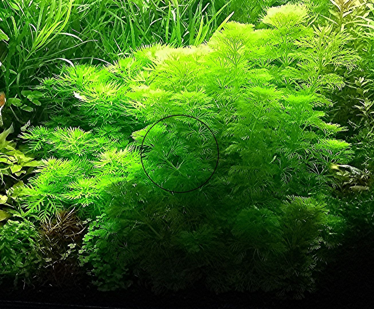 Kleine Ambulia, Wasserpflanze, Versand/ Abholung Kleine Ambulia, Wasserpflanze, Versand/ Abholung