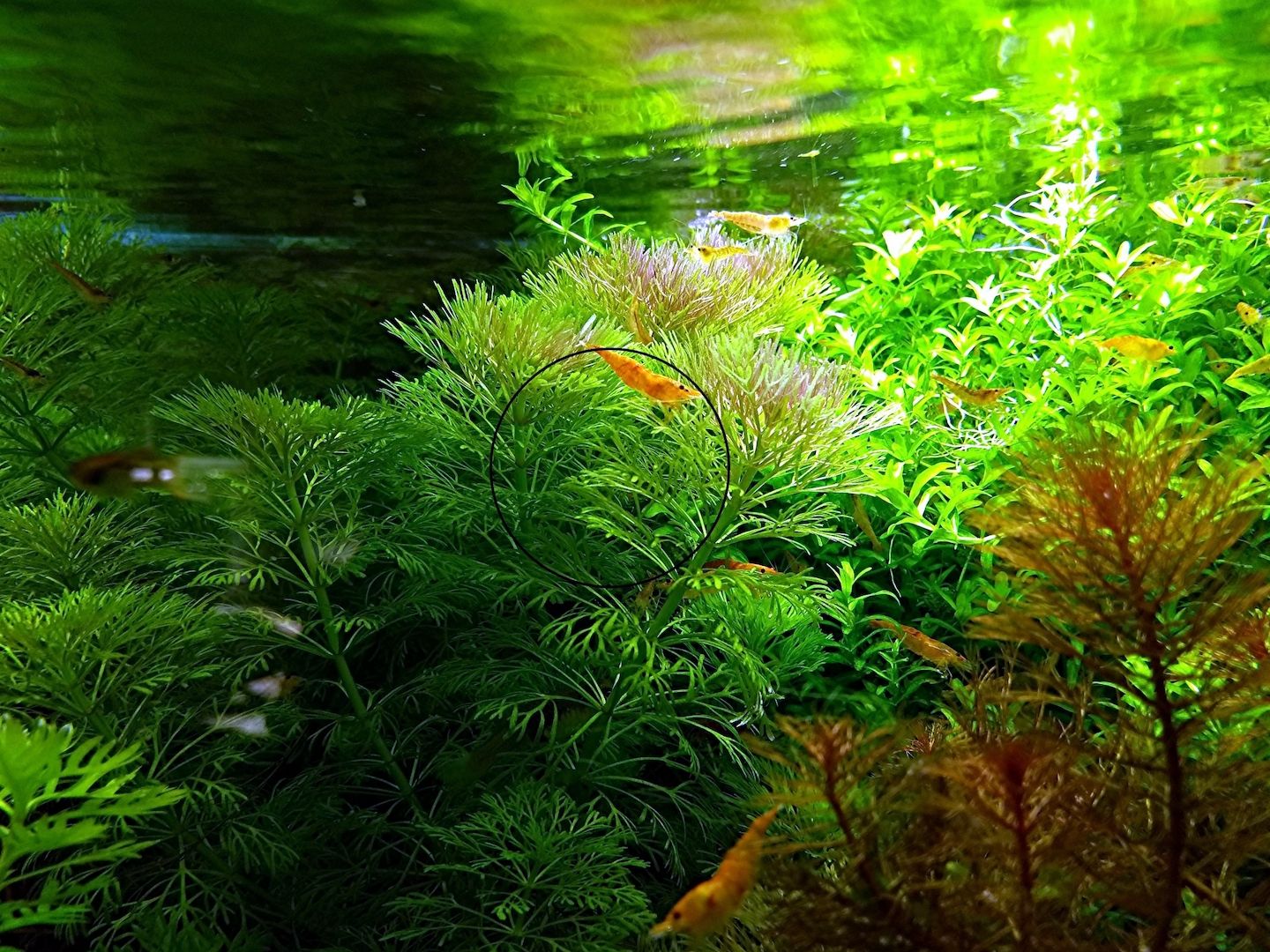 Kleine Ambulia, Wasserpflanze, Versand/ Abholung Kleine Ambulia, Wasserpflanze, Versand/ Abholung