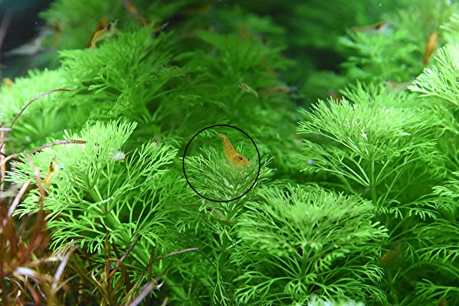 Kleine Ambulia, Wasserpflanze, Versand/ Abholung Kleine Ambulia, Wasserpflanze, Versand/ Abholung