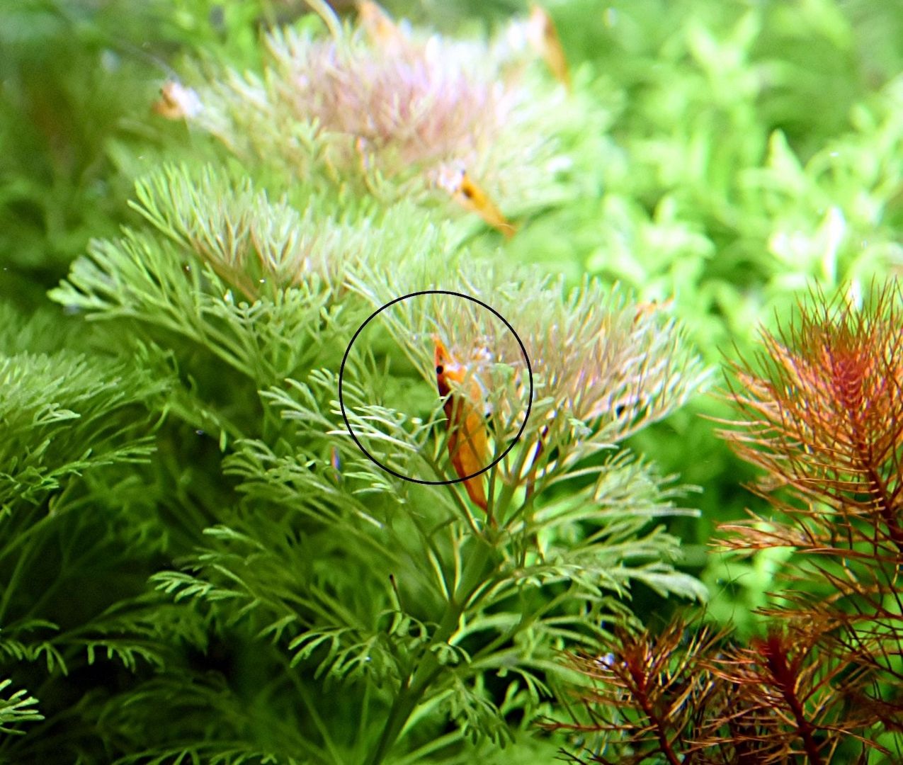 Kleine Ambulia, Wasserpflanze, Versand/ Abholung Kleine Ambulia, Wasserpflanze, Versand/ Abholung