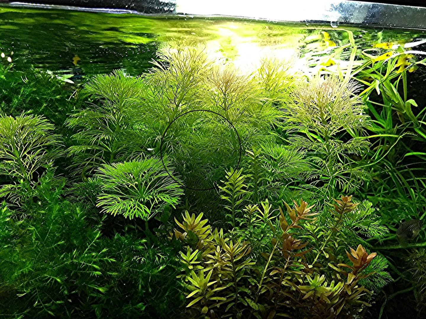 Kleine Ambulia, Wasserpflanze, Versand/ Abholung Kleine Ambulia, Wasserpflanze, Versand/ Abholung