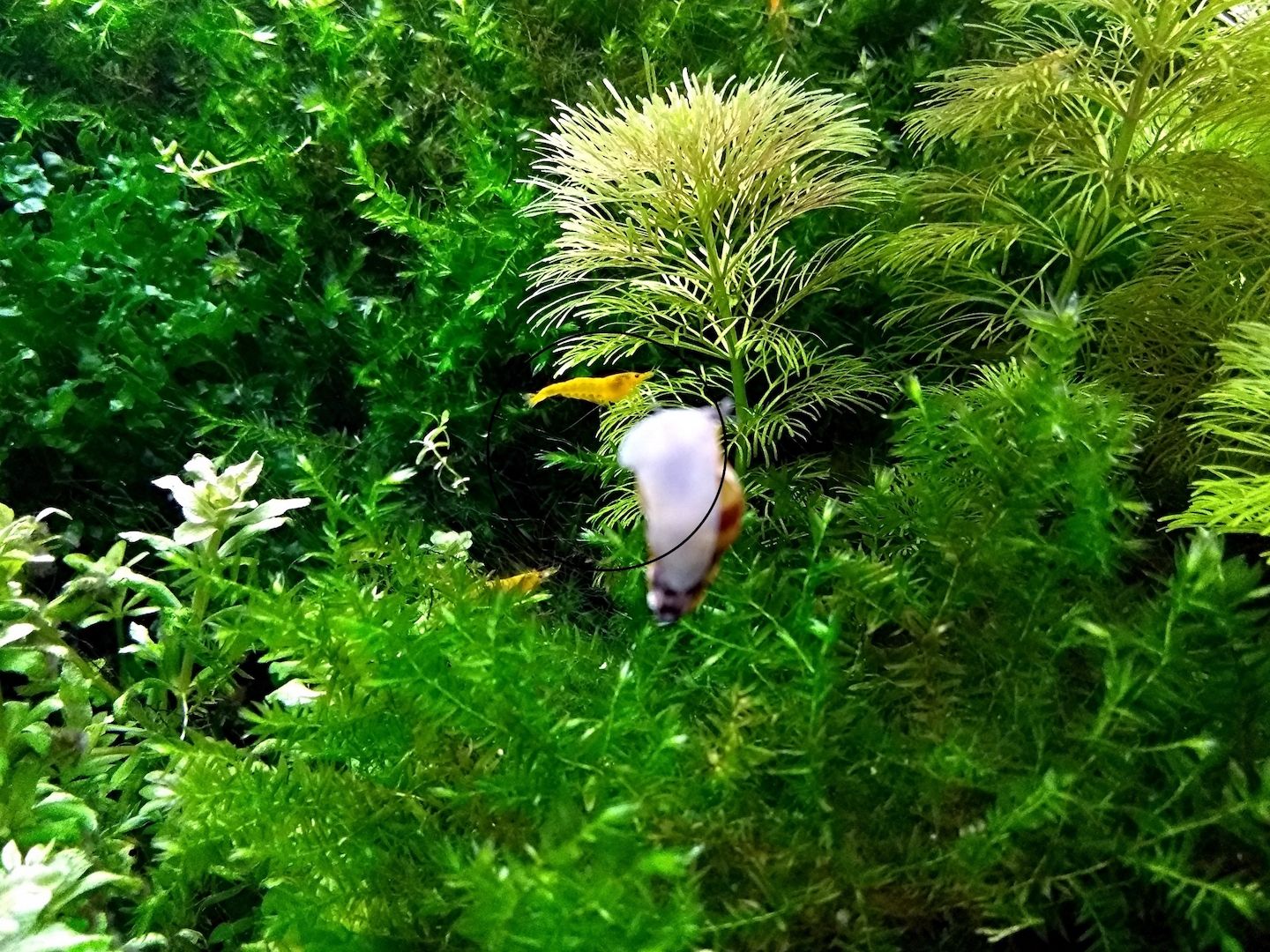 Kleine Ambulia, Wasserpflanze, Versand/ Abholung Kleine Ambulia, Wasserpflanze, Versand/ Abholung