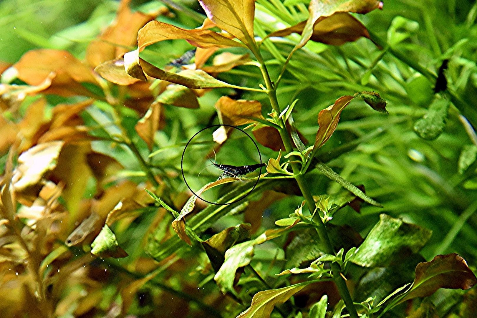 Rotgrüne Ludwigie, Aquarienpflanze, Versand/ Abholung Rotgrüne Ludwigie, Aquarienpflanze, Versand/ Abholung