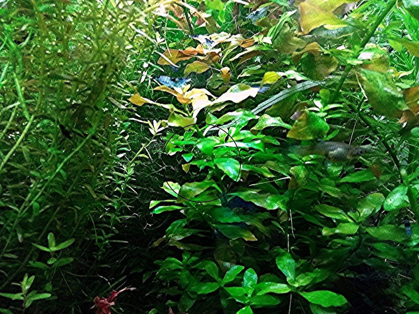 Rotgrüne Ludwigie, Aquarienpflanze, Versand/ Abholung Rotgrüne Ludwigie, Aquarienpflanze, Versand/ Abholung