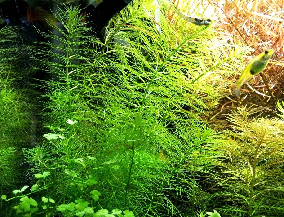 Guyana Tausendblatt,  Aquarienpflanze, Versand/ Abholung Guyana Tausendblatt,  Aquarienpflanze, Versand/ Abholung