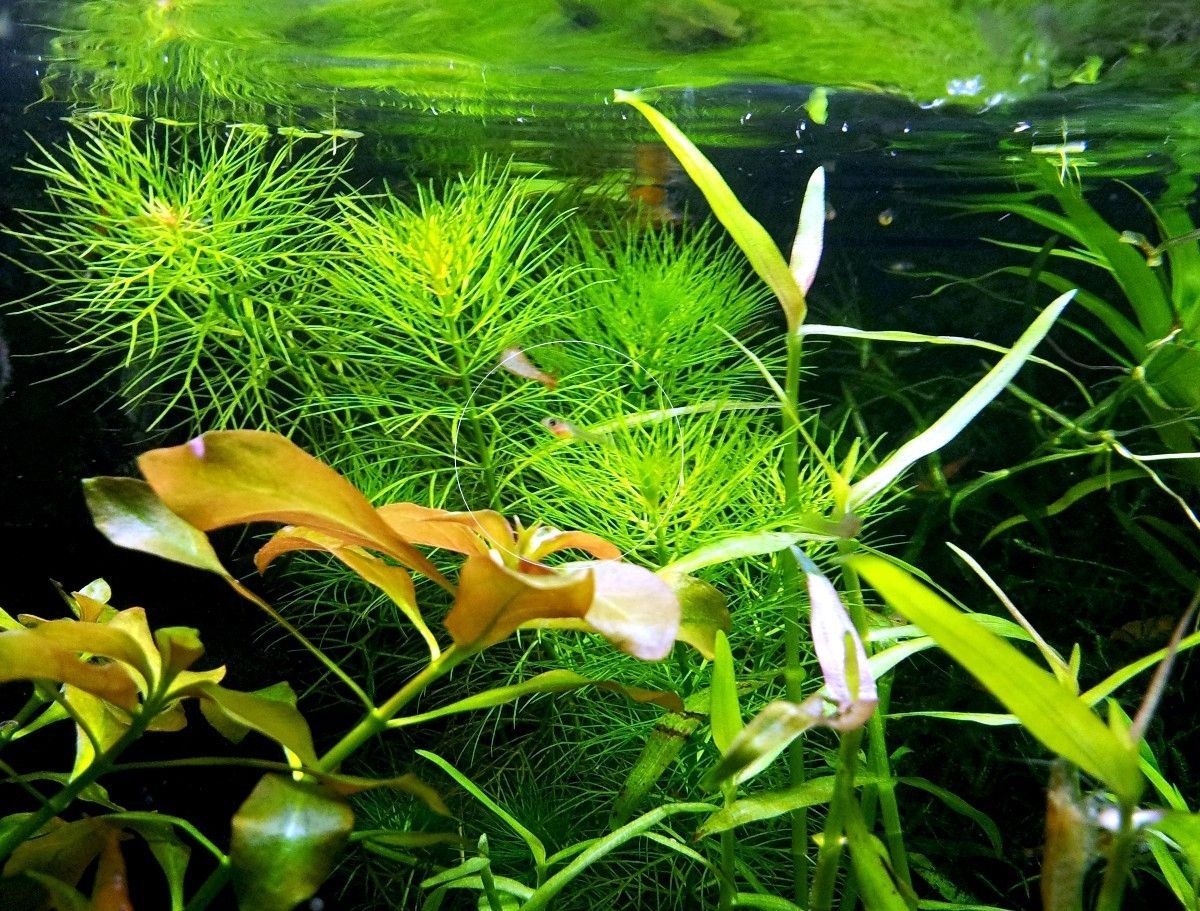 Guyana Tausendblatt,  Aquarienpflanze, Versand/ Abholung Guyana Tausendblatt,  Aquarienpflanze, Versand/ Abholung