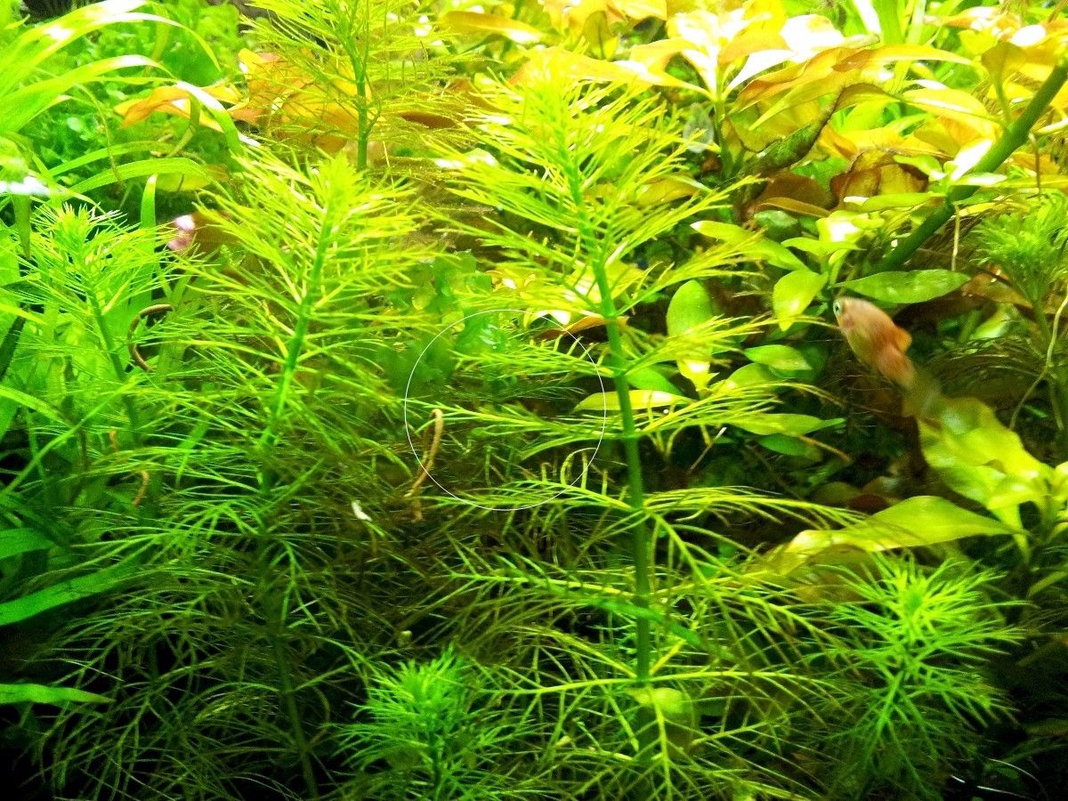 Guyana Tausendblatt,  Aquarienpflanze, Versand/ Abholung Guyana Tausendblatt,  Aquarienpflanze, Versand/ Abholung