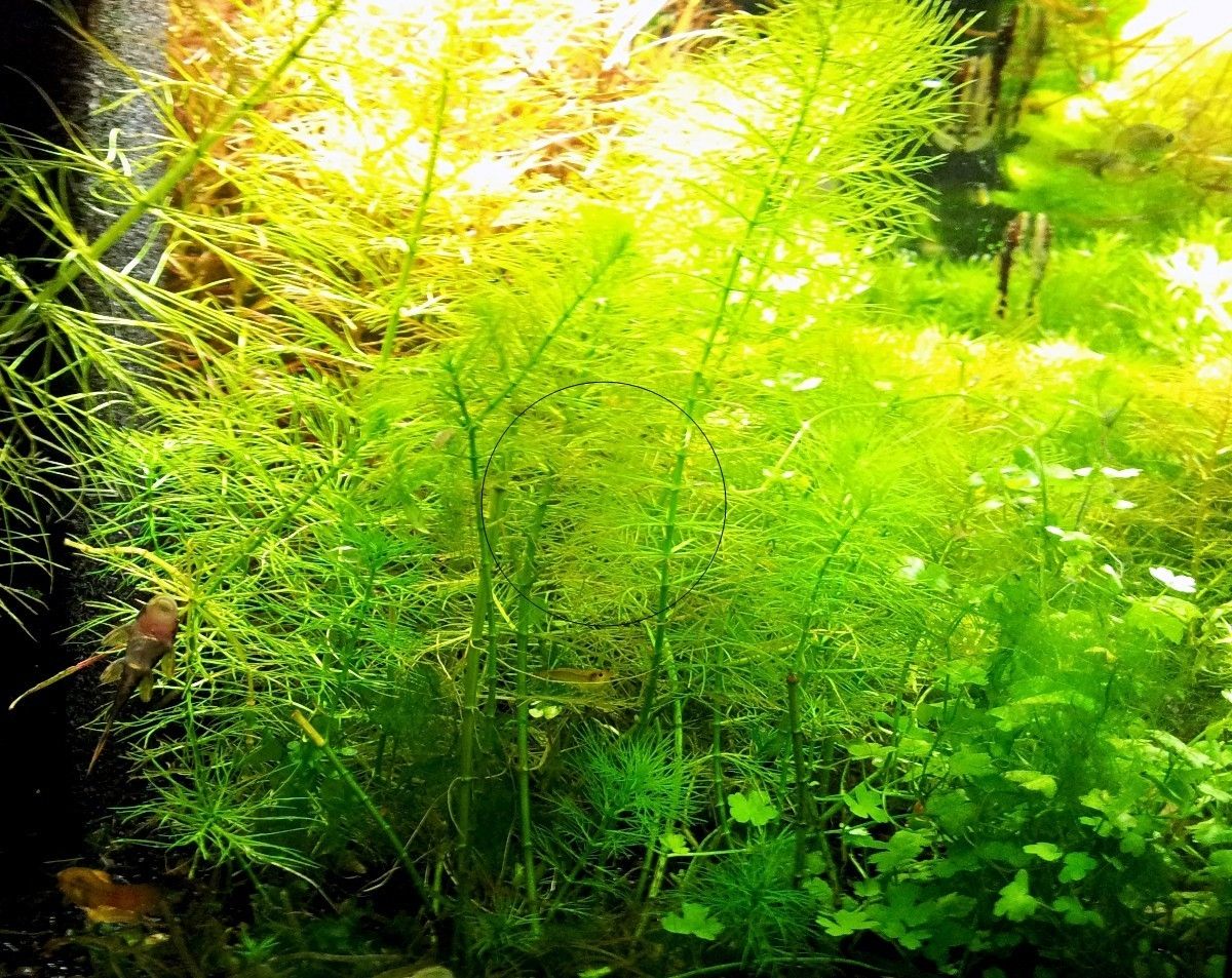 Guyana Tausendblatt,  Aquarienpflanze, Versand/ Abholung Guyana Tausendblatt,  Aquarienpflanze, Versand/ Abholung