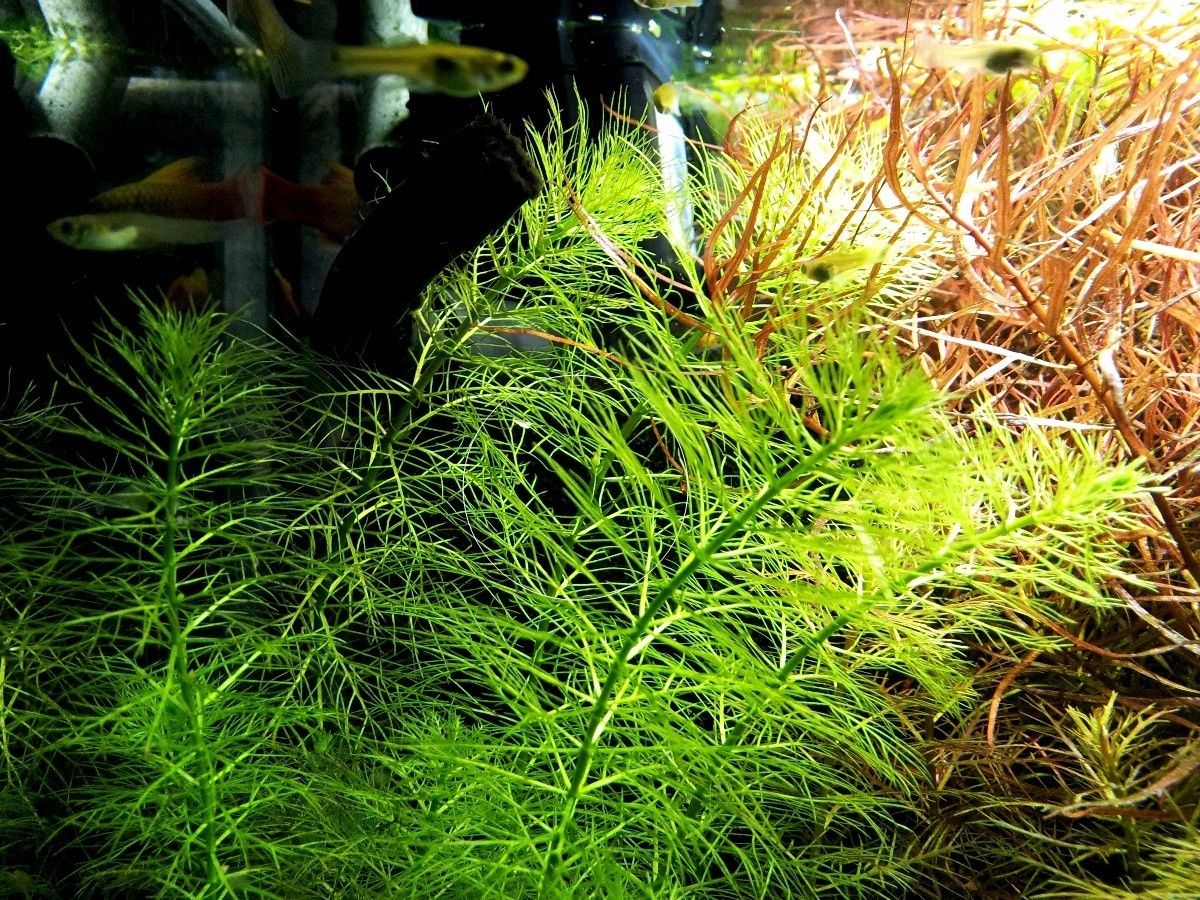 Guyana Tausendblatt,  Aquarienpflanze, Versand/ Abholung Guyana Tausendblatt,  Aquarienpflanze, Versand/ Abholung