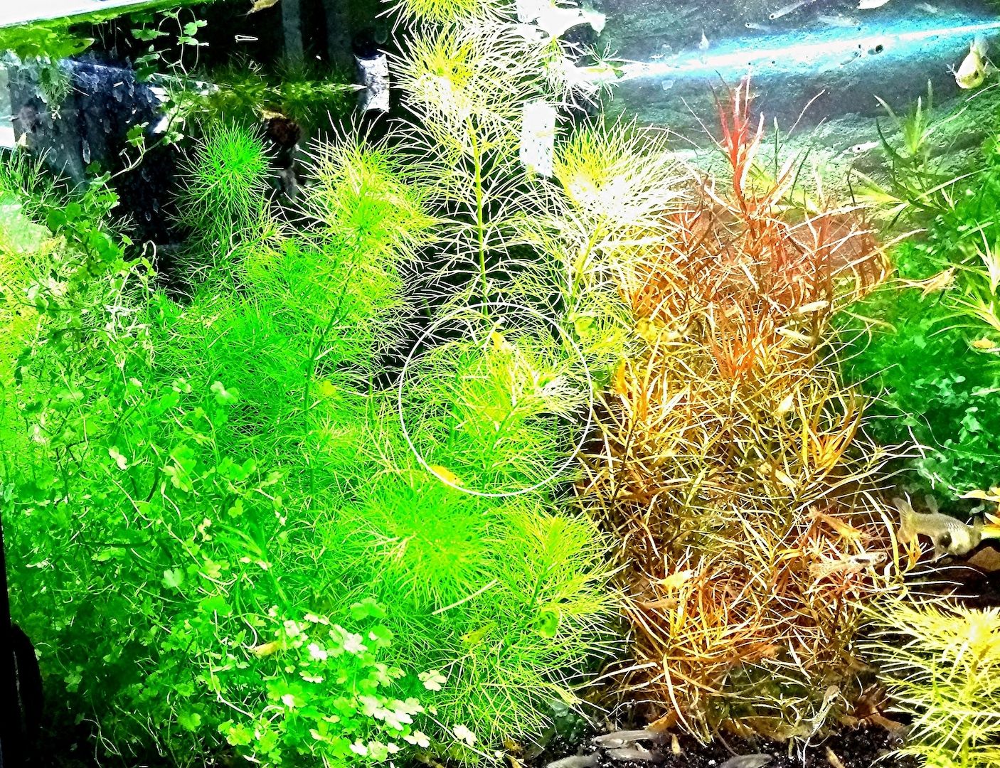 Guyana Tausendblatt,  Aquarienpflanze, Versand/ Abholung Guyana Tausendblatt,  Aquarienpflanze, Versand/ Abholung