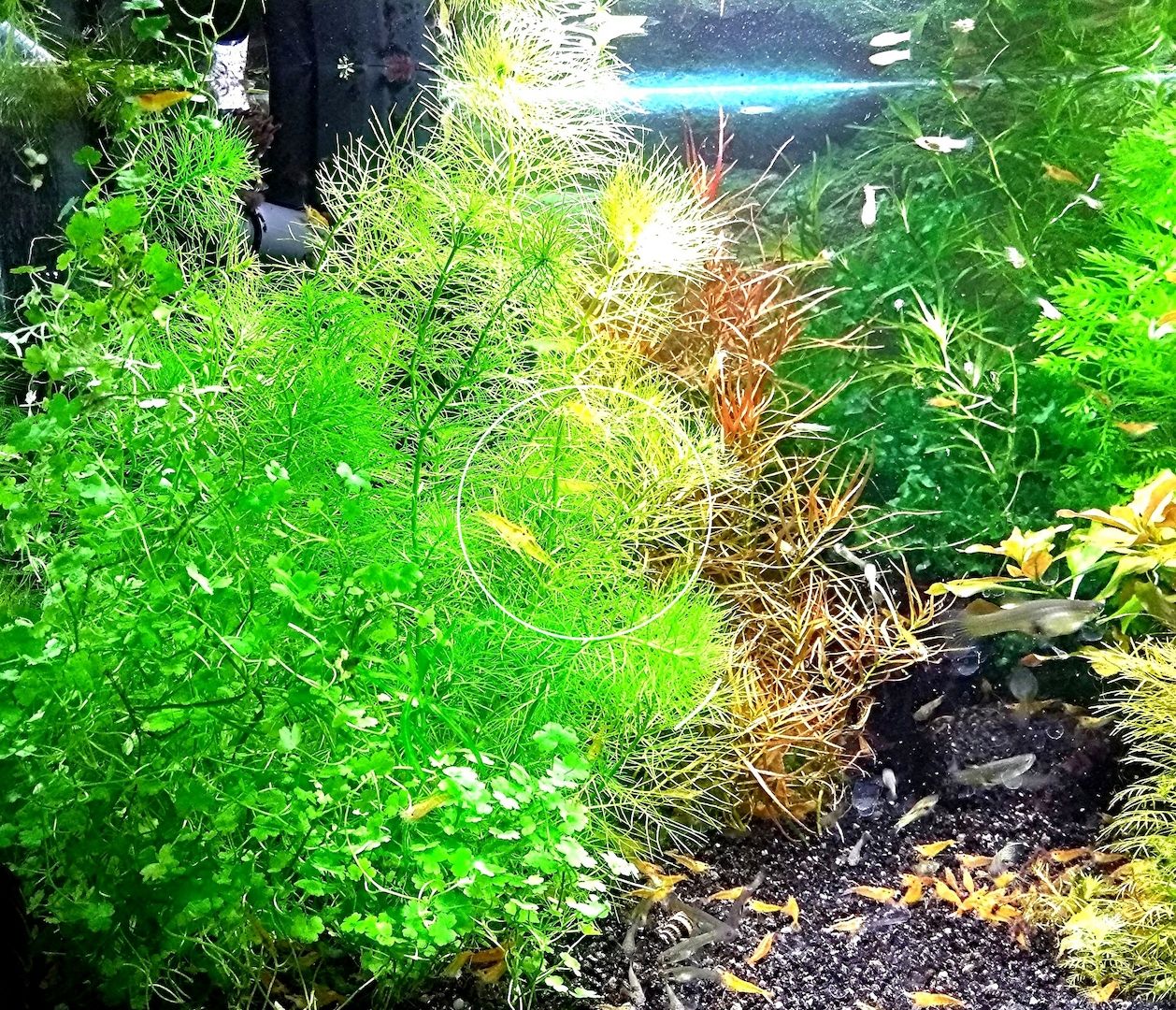 Guyana Tausendblatt,  Aquarienpflanze, Versand/ Abholung Guyana Tausendblatt,  Aquarienpflanze, Versand/ Abholung