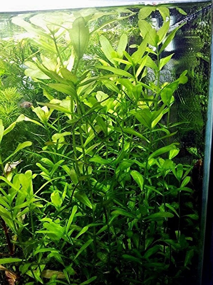 Mexikanisches Eichenblatt, RARITÄT, Versand/ Abholung Mexikanisches Eichenblatt, RARITÄT, Versand/ Abholung