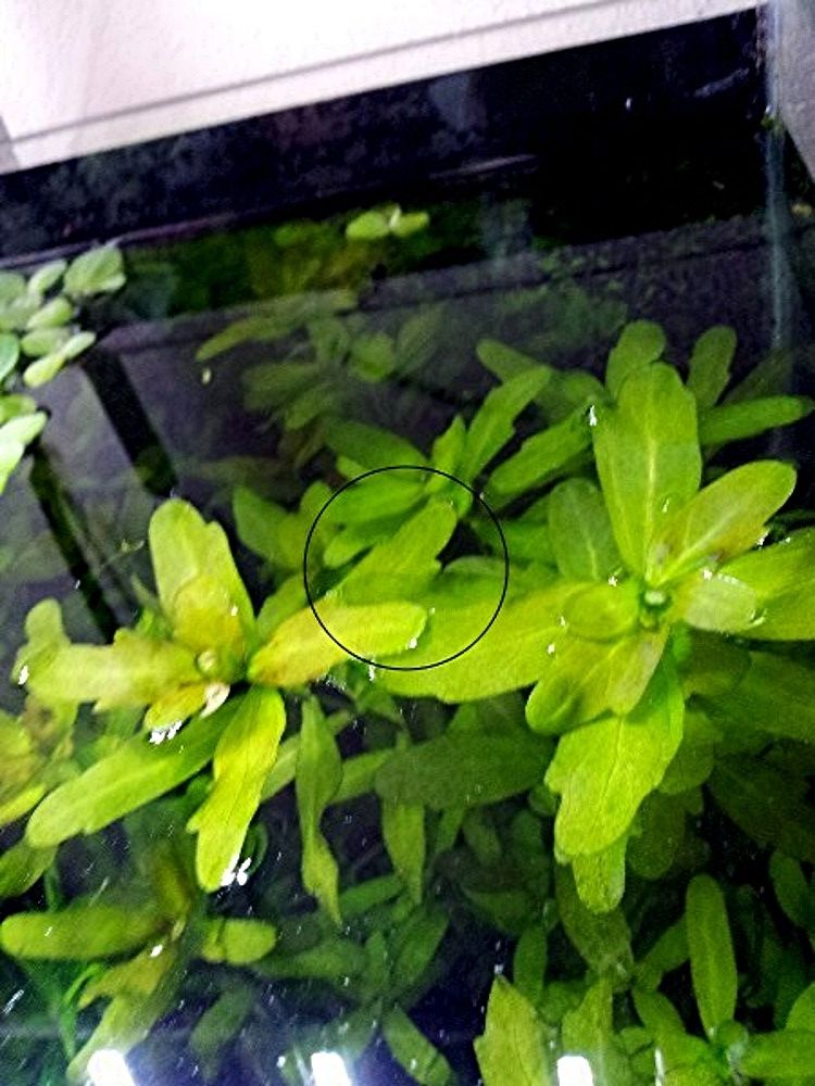 Mexikanisches Eichenblatt, RARITÄT, Versand/ Abholung Mexikanisches Eichenblatt, RARITÄT, Versand/ Abholung