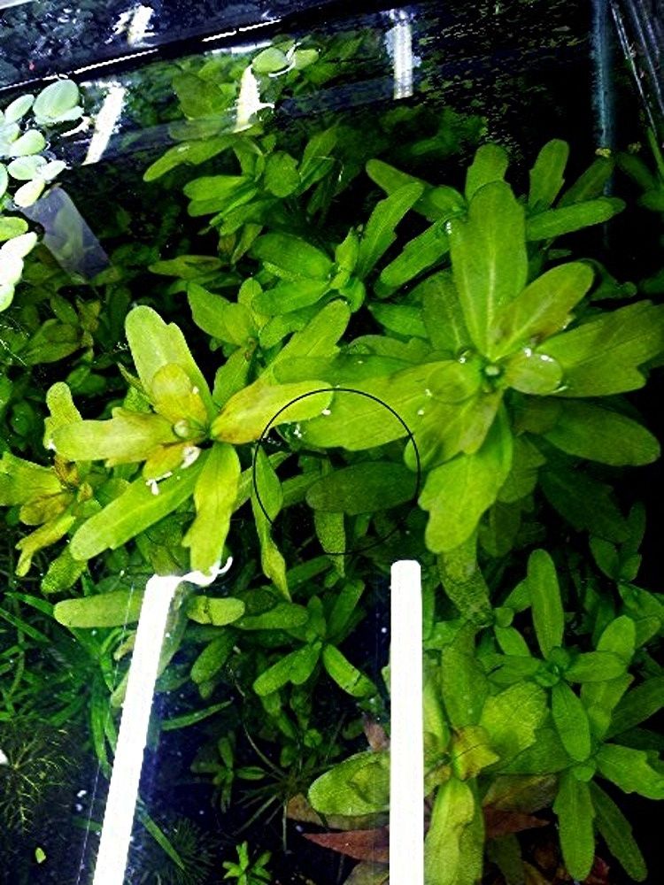 Mexikanisches Eichenblatt, RARITÄT, Versand/ Abholung Mexikanisches Eichenblatt, RARITÄT, Versand/ Abholung