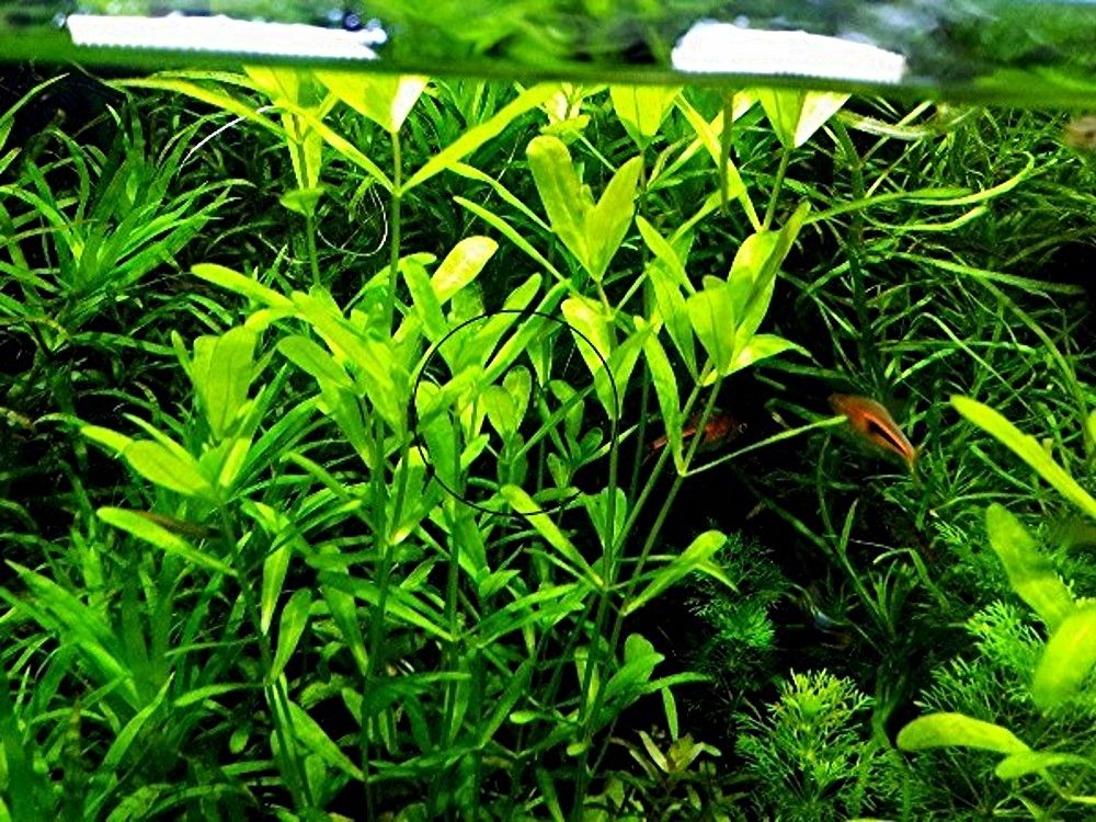 Mexikanisches Eichenblatt, RARITÄT, Versand/ Abholung Mexikanisches Eichenblatt, RARITÄT, Versand/ Abholung