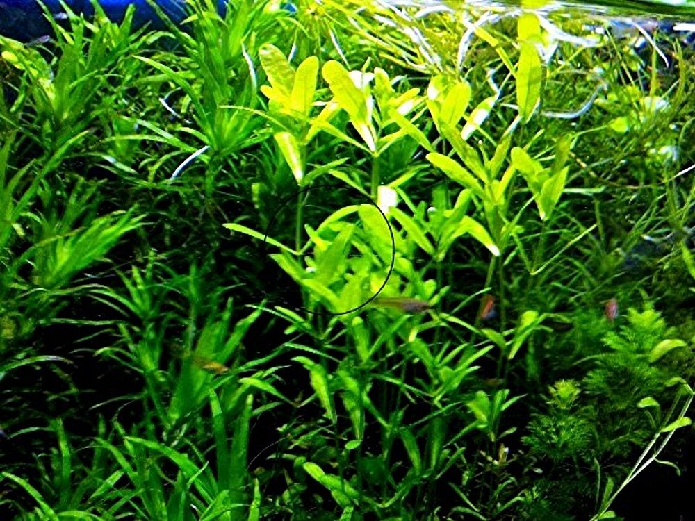 Mexikanisches Eichenblatt, RARITÄT, Versand/ Abholung Mexikanisches Eichenblatt, RARITÄT, Versand/ Abholung