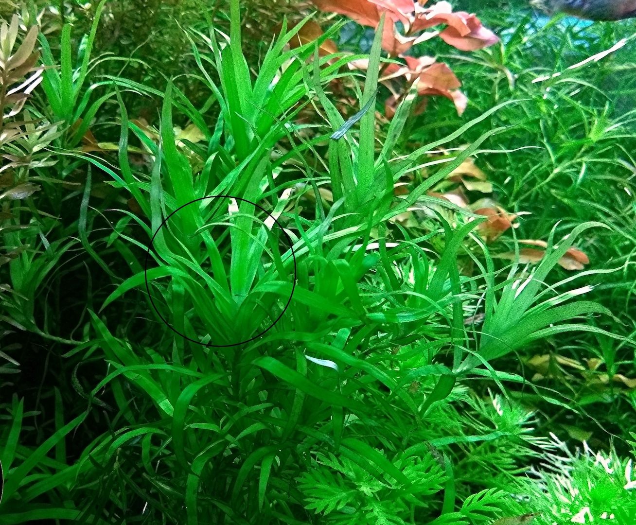 Seegrasblättriges Trugkölbchen, Wasserpflanze, Versand/ Abholung Seegrasblättriges Trugkölbchen, Wasserpflanze, Versand/ Abholung