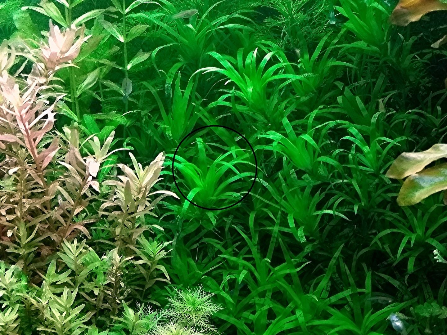 Seegrasblättriges Trugkölbchen, Wasserpflanze, Versand/ Abholung Seegrasblättriges Trugkölbchen, Wasserpflanze, Versand/ Abholung