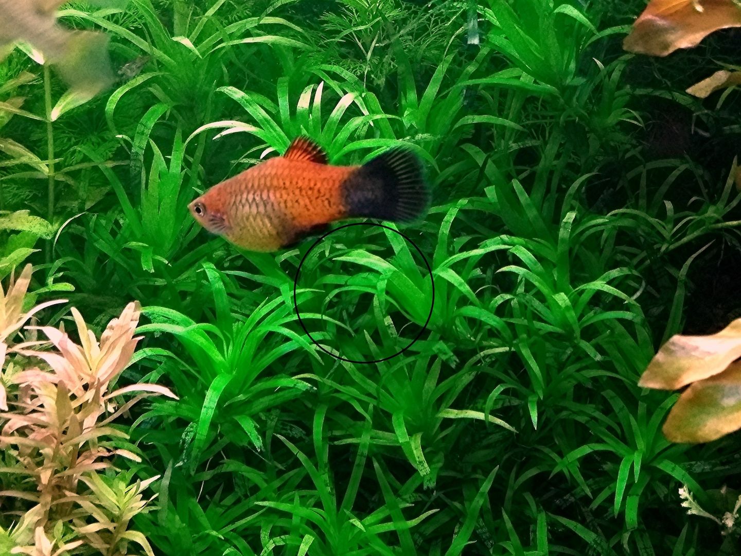 Seegrasblättriges Trugkölbchen, Wasserpflanze, Versand/ Abholung Seegrasblättriges Trugkölbchen, Wasserpflanze, Versand/ Abholung