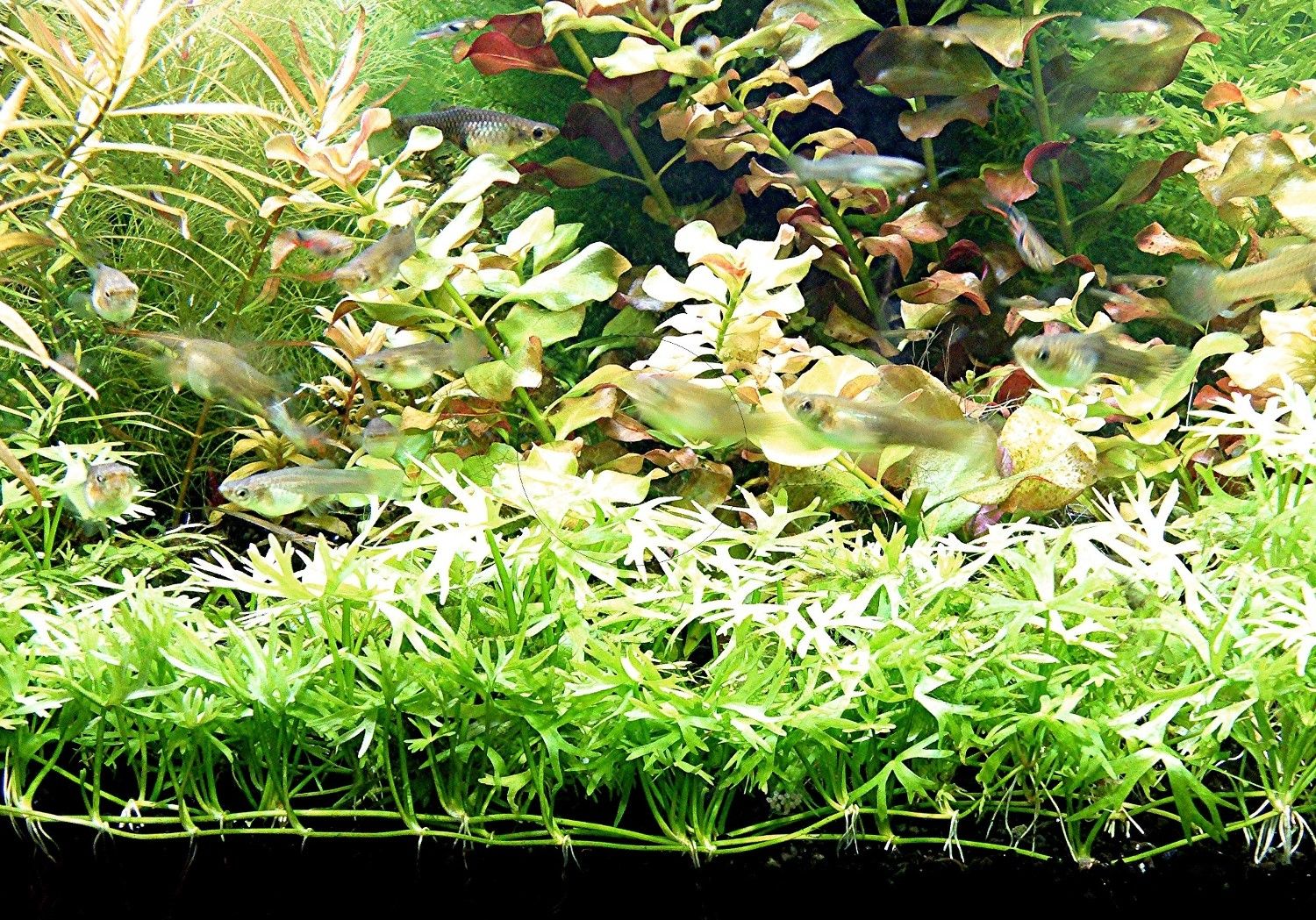 Kleiner Fluss-Hahnenfuß, RARITÄT, Aquariumpflanze, Versand/ Abholung Kleiner Fluss-Hahnenfuß, RARITÄT, Aquariumpflanze, Versand/ Abholung