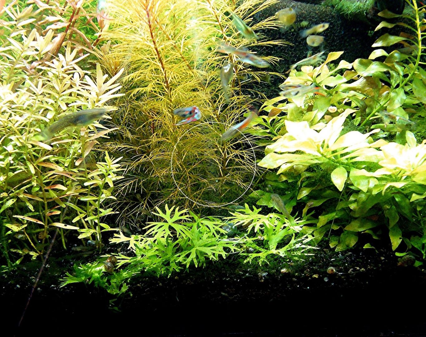 Kleiner Fluss-Hahnenfuß, RARITÄT, Aquariumpflanze, Versand/ Abholung Kleiner Fluss-Hahnenfuß, RARITÄT, Aquariumpflanze, Versand/ Abholung