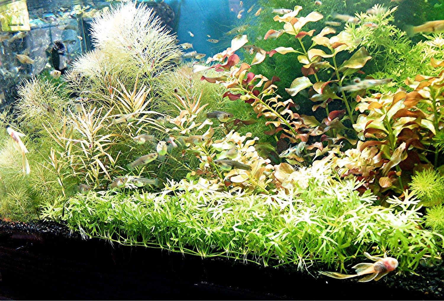 Kleiner Fluss-Hahnenfuß, RARITÄT, Aquariumpflanze, Versand/ Abholung Kleiner Fluss-Hahnenfuß, RARITÄT, Aquariumpflanze, Versand/ Abholung